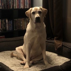 Meet your Posher, Brandon